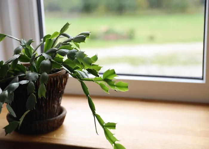 Kuelalistemaja Marta-lovise Kipi